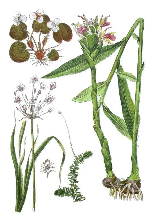 Framed Print : Frog's-bit, Hydrocharis morsus ranae (top left)