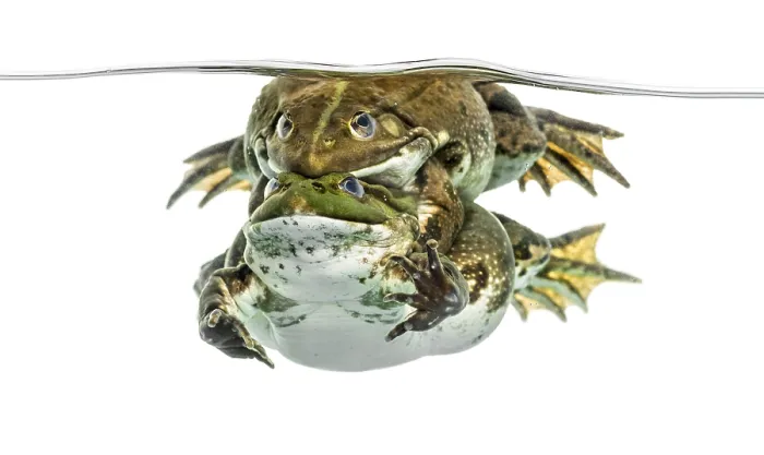 Framed Print : Frogs copulating under clear water Framed Print : Frogs copulating under clear water