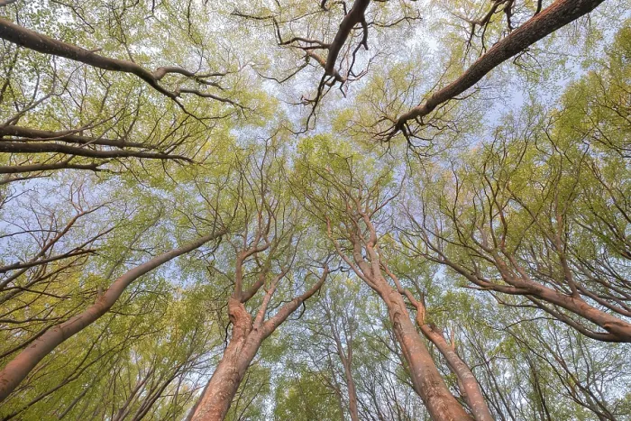 Framed Print : Frog's perspective, view into the treetops Framed Print : Frog's perspective, view into the treetops