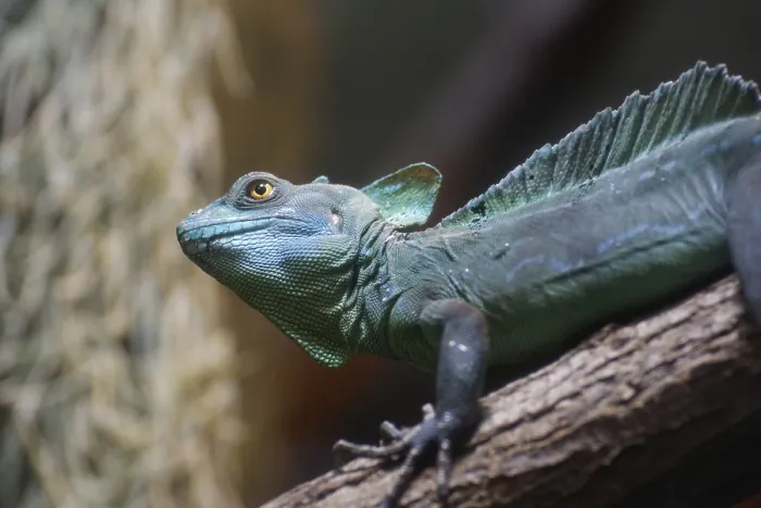 Framed Print : Frontal lobe basilisk, Basiliscus plumifrons Framed Print : Frontal lobe basilisk, Basiliscus plumifrons