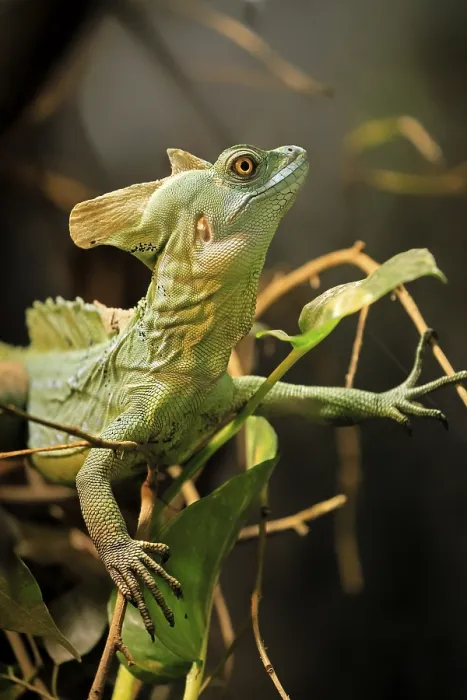 Framed Print : Frontal lobe basilisk (Basiliscus plumifrons)
