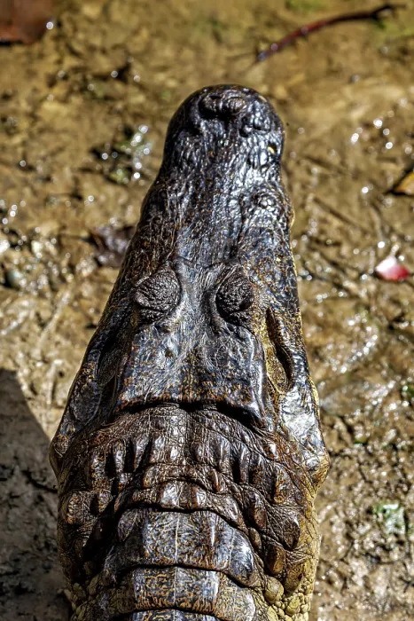 Framed Print : Frontal view of a crocodile on earth with focussed head