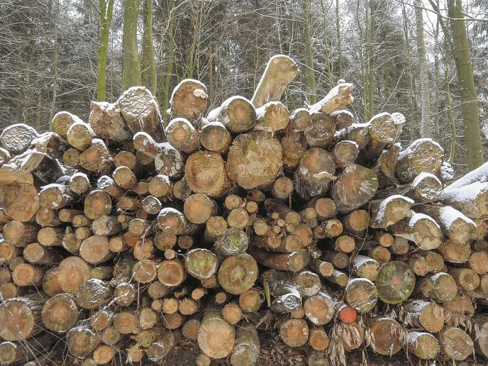 Framed Print : Frontal view of a pile of wood in a snowy forest