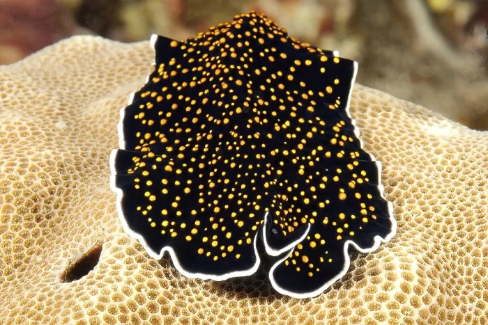 Framed Print : Frontal view of starry sky flatworm (Thysanzoon nigropapilosus) crawling on stone coral (Porites)