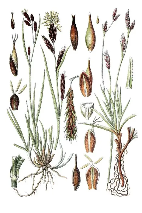 Framed Print : Frost Sedge (Carex frigida), left Framed Print : Frost Sedge (Carex frigida), left
