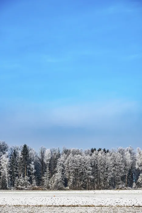 Framed Print : Frost in winter on a forest trees