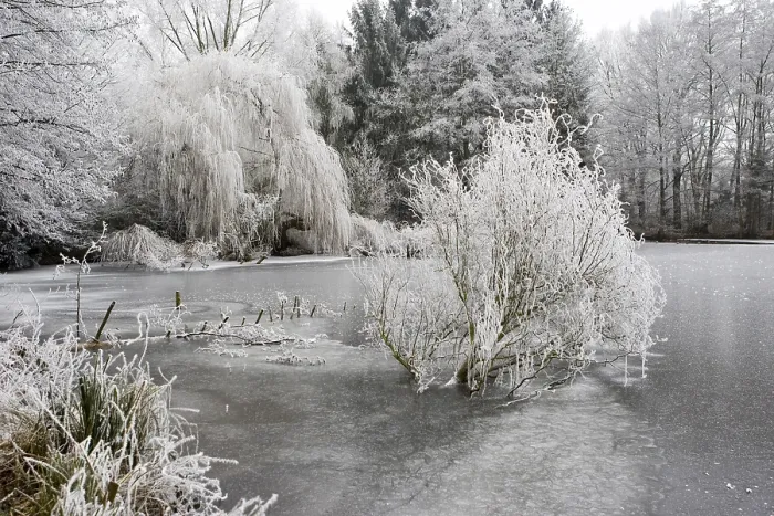 Framed Print : Frosted winter landscape featuring reeds