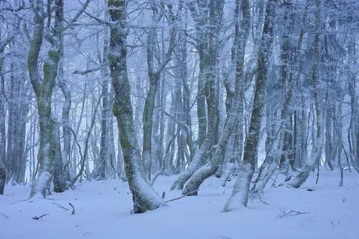 Framed Print : A frosty forest with snow-covered trees in a wintery and quiet landscape