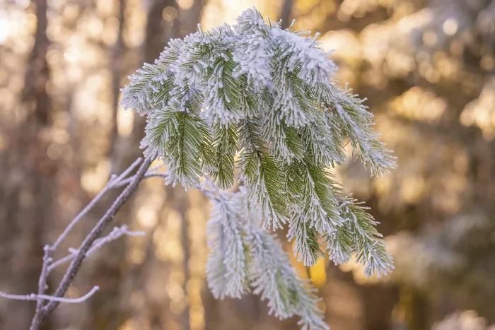Framed Print : Frosty pine fronds in winter forest Framed Print : Frosty pine fronds in winter forest