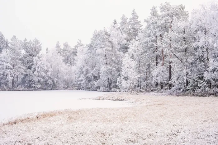 Framed Print : Frosty trees by a lake in the forest on a cold winter day Framed Print : Frosty trees by a lake in the forest on a cold winter day