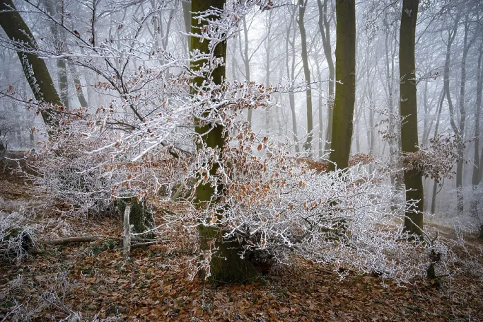 Framed Print : Frosty white branches in a foggy winter forest create a mystical atmosphere
