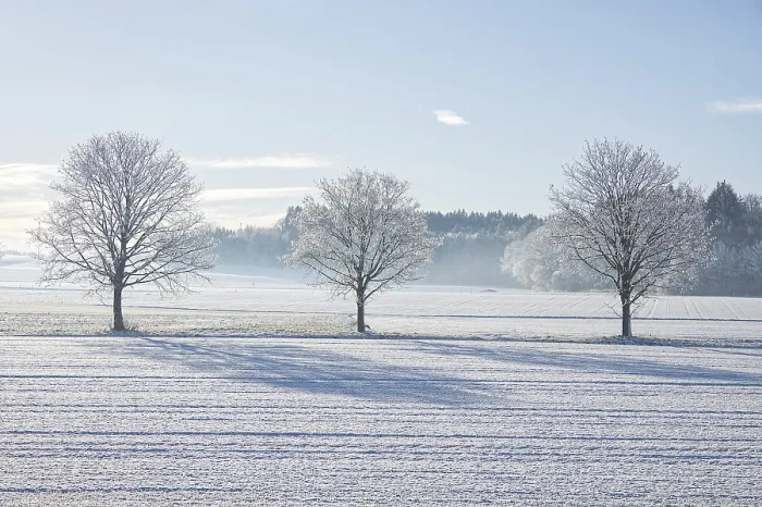 Framed Print : Three frosty white trees in a row against the forest and fields and blue sky