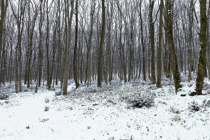 Framed Print : Frosty winter landscape in snowy forest