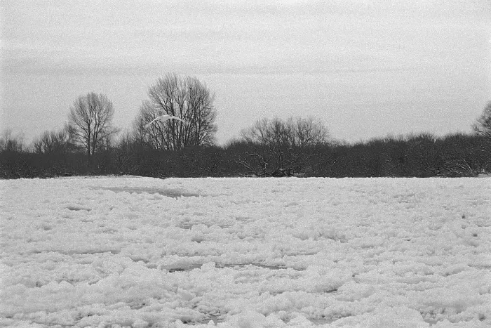 Framed Print : Frozen Elbe, swan flying over ice rink Framed Print : Frozen Elbe, swan flying over ice rink