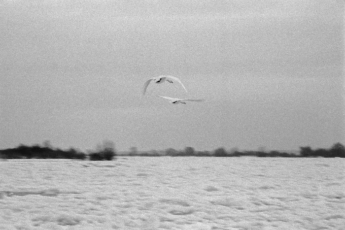 Framed Print : Frozen Elbe, swans flying over ice rink