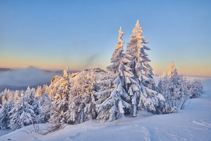 Framed Print : Frozen norway spruce or European spruce (Picea abies) tree at sunrise on mount Arber