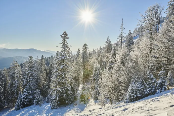 Framed Print : Frozen norway spruce or European spruce (Picea abies) trees on a sunny day on mount Arber
