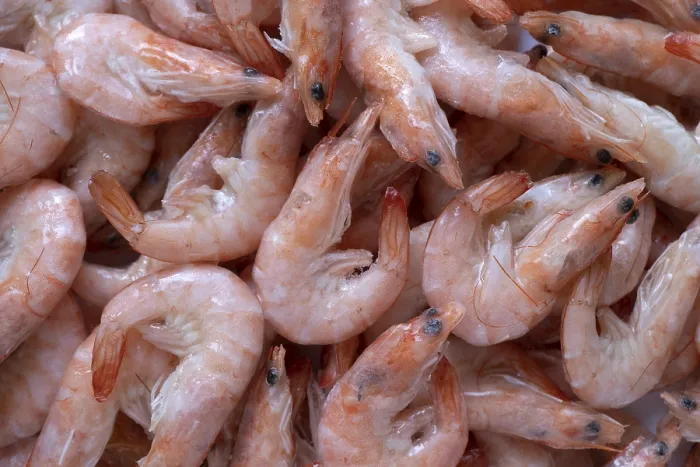 Framed Print : Frozen shrimps as bacground. Close up view Framed Print : Frozen shrimps as bacground. Close up view