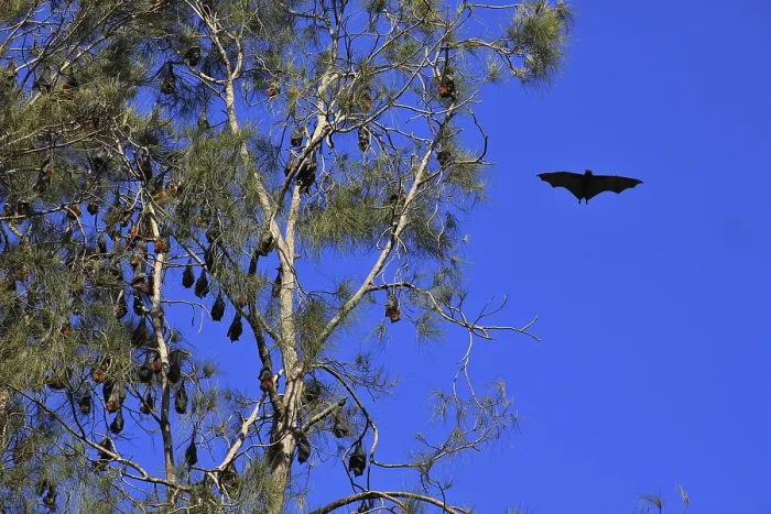 Framed Print : Fruit bats hanging in a tree. Wild animals living in Australia Framed Print : Fruit bats hanging in a tree. Wild animals living in Australia