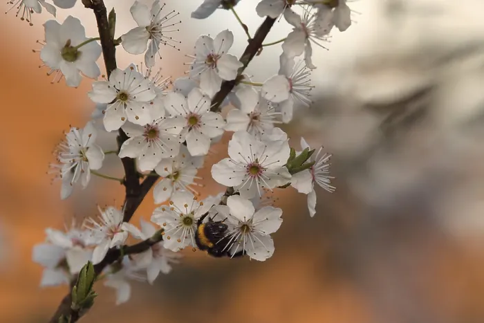 Framed Print : Fruit blossom with bumblebee (Bombus)
