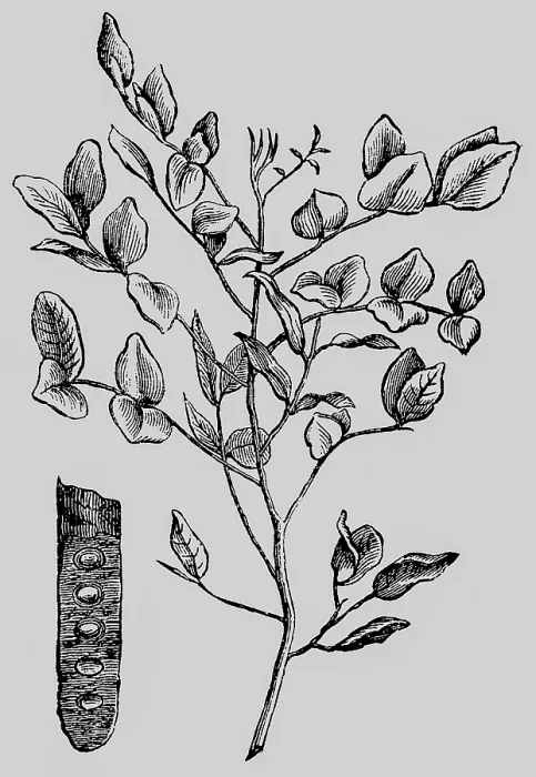 Framed Print : Fruit and branch of the carob tree (Ceratonia siliqua) legume Framed Print : Fruit and branch of the carob tree (Ceratonia siliqua) legume