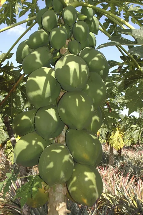 Framed Print : Fruit, English Name Papaya Botanical Name Carica Papaya L Family Caricaceae Papaya tree