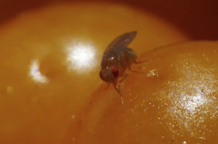Framed Print : Fruit fly (Drosophila) Framed Print : Fruit fly (Drosophila)