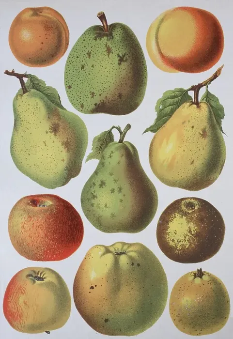 Framed Print : Fruit growing, various apples and pears Framed Print : Fruit growing, various apples and pears