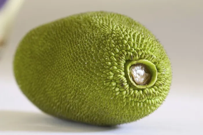 Framed Print : Fruit, Jackfruit Kathal phanus, India
