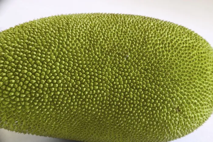 Framed Print : Fruit, Jackfruit Kathal phanus, India
