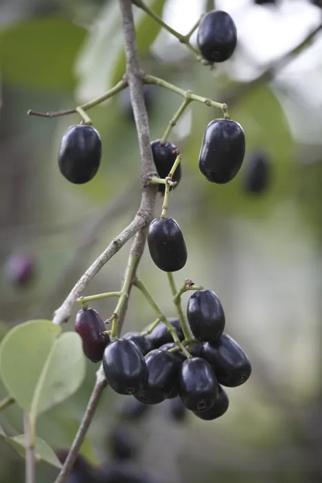 Framed Print : Fruit, Jambul Jamun or Jamblang Syzygium cumini on branch of tree