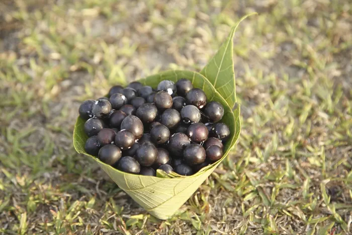 Framed Print : Fruit, Karonda Karwanda Carissa carandas kept in conical leaf container