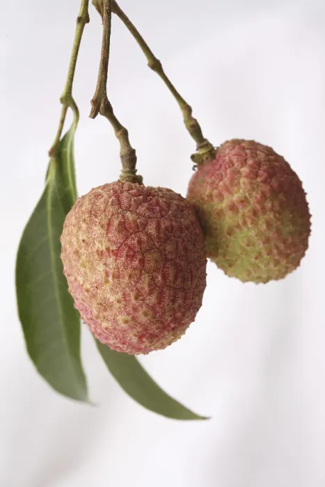 Framed Print : Fruit, Litchi with leaves Litchi chinensis hanging against white background
