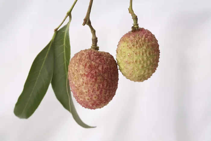 Framed Print : Fruit, Litchi with leaves Litchi chinensis hanging against white background