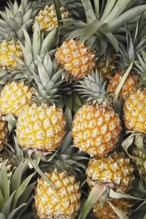 Framed Print : Fruit, Pineapple Ananas comosus Framed Print : Fruit, Pineapple Ananas comosus