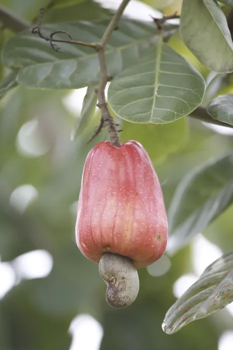 Framed Print : Fruit, red cashew and seed mara??n Anacardium occidentale