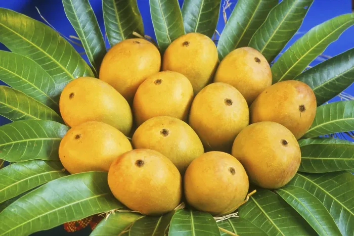 Framed Print : Fruit, Ripe Alphonso Mangoes arrange in leaves