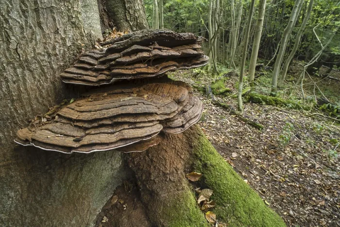 Framed Print : Fruiting bodies of the artist's mushroom (Ganoderma applanatum) Framed Print : Fruiting bodies of the artist's mushroom (Ganoderma applanatum)
