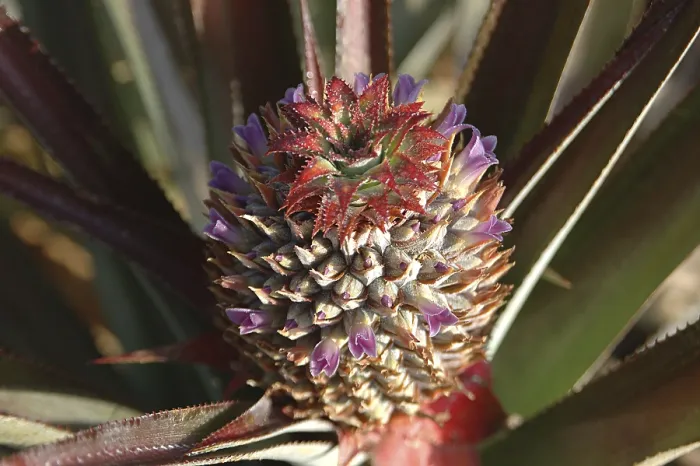 Framed Print : Fruits, English Name Pineapple Framed Print : Fruits, English Name Pineapple
