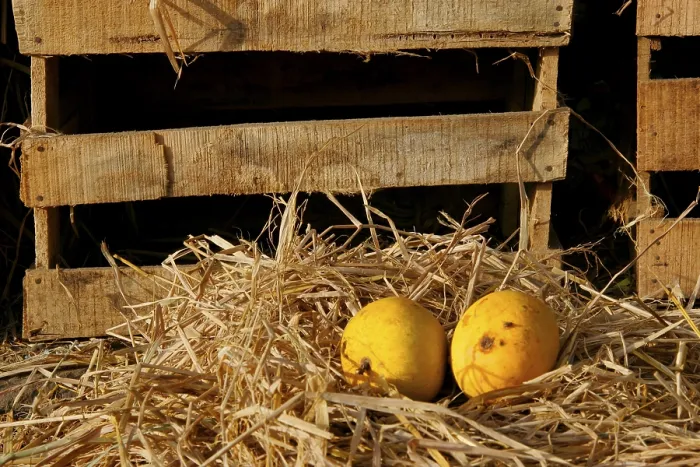 Framed Print : Fruits, Mangos are available in summer months in India and are king of fruits