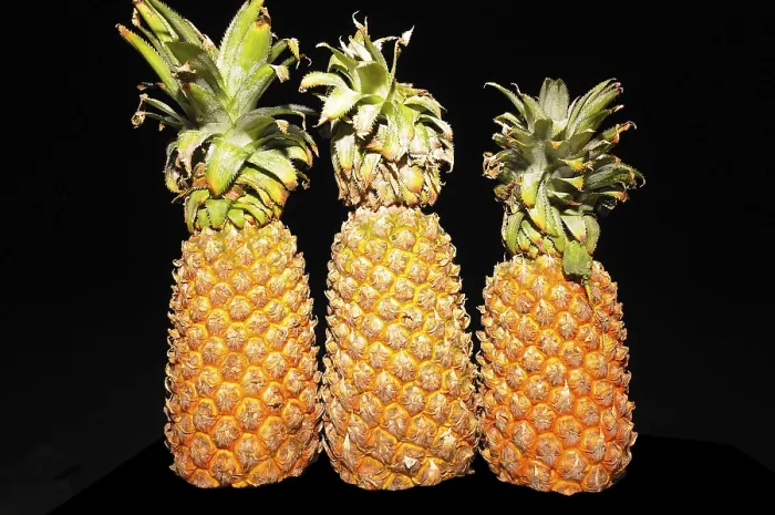 Framed Print : Fruits, pineapples ananas comosus with leaves Framed Print : Fruits, pineapples ananas comosus with leaves