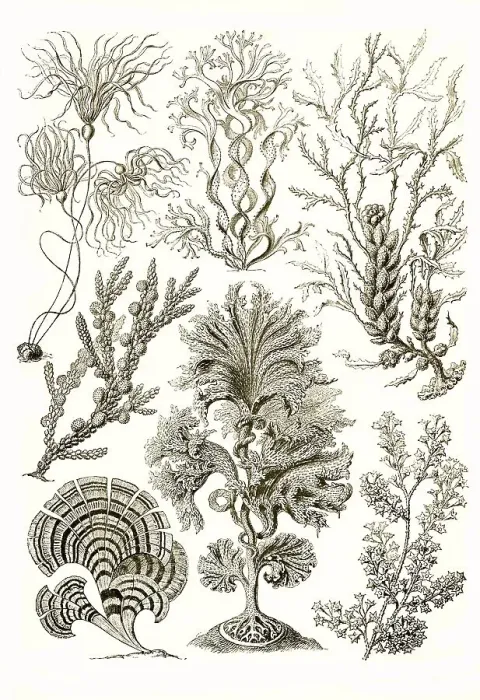 Framed Print : Fucoideae, brown tang, kelp, Art Forms of Nature Framed Print : Fucoideae, brown tang, kelp, Art Forms of Nature