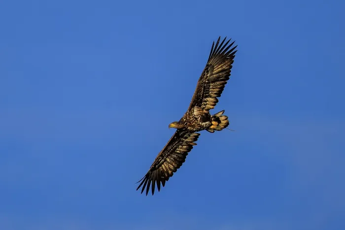 Framed Print : A full-wingspan eagle flying against a deep blue sky Framed Print : A full-wingspan eagle flying against a deep blue sky