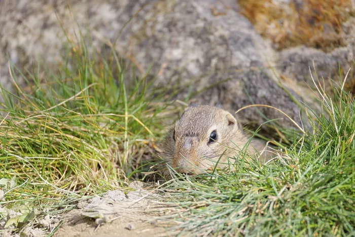 Framed Print : A fully grown European ground squirrel (Spermophilus citellus) carries nesting material in its mouth Framed Print : A fully grown European ground squirrel (Spermophilus citellus) carries nesting material in its mouth