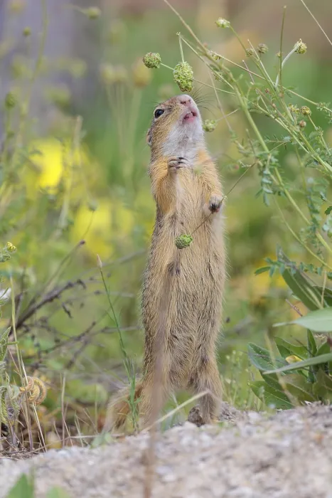 Framed Print : A fully grown European ground squirrel (Spermophilus citellus) eats seats Framed Print : A fully grown European ground squirrel (Spermophilus citellus) eats seats