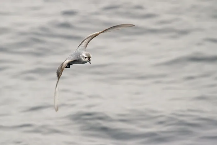 Framed Print : Fulmar Prion (Pachyptila crassirostris) flying