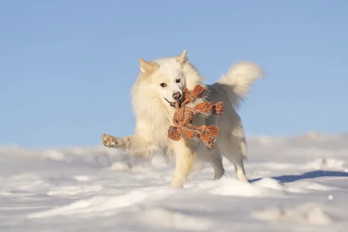 Framed Print : Fun in the snow