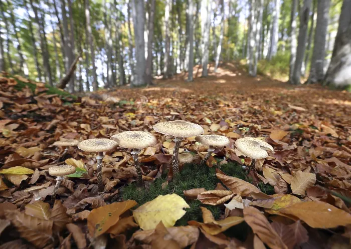 Framed Print : Fungi in an autumnal deciduous forest Framed Print : Fungi in an autumnal deciduous forest