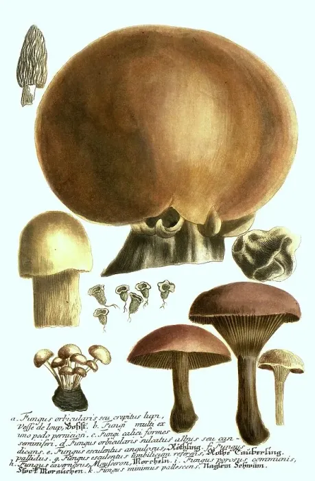 Framed Print : Fungi, Bovist (Fungus orbicularis)