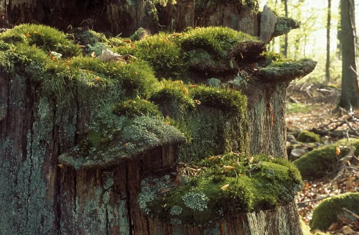 Framed Print : Fungi on rotten trunk, Blekinge Laen, Sweden